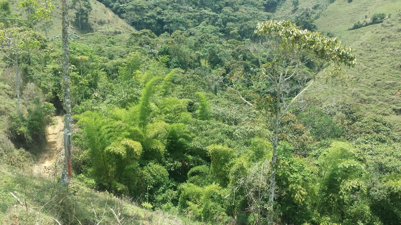 Reforestación